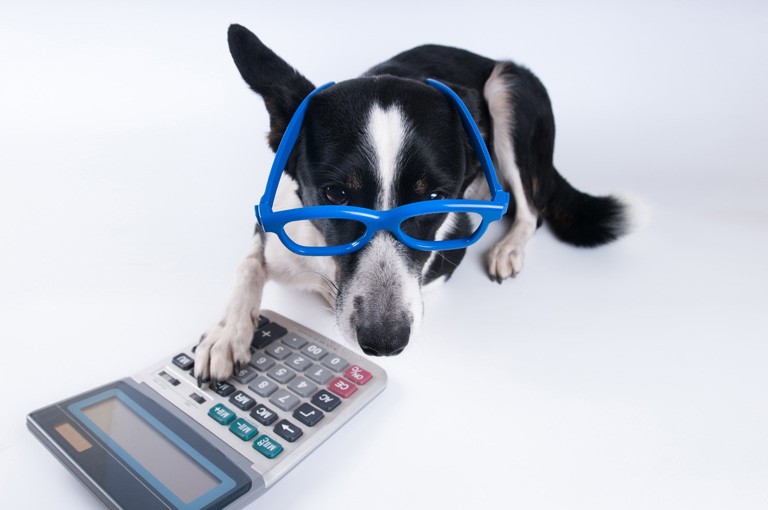 Dog wearing glasses with calculator