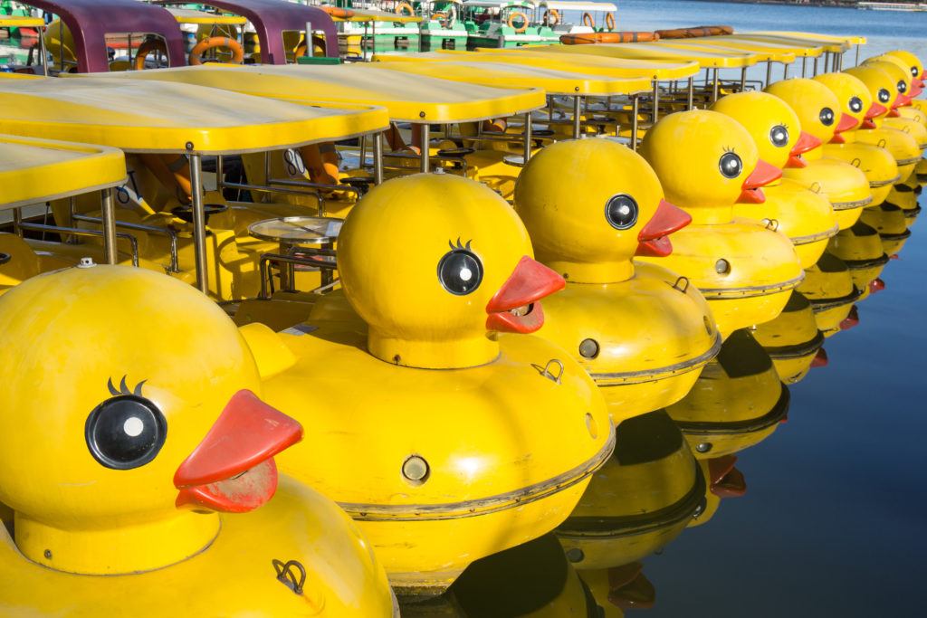 Row Of Yellow Duck Boats In Lake