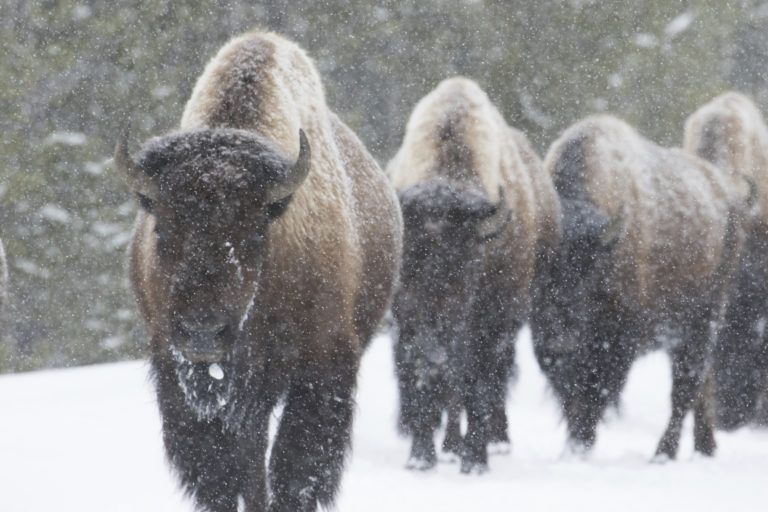 four bison walk toward the camera, obscured by dense falling snow. forest in the background. yellowstone national park.