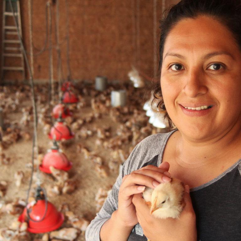 A woman holding a baby chick in a chicken coop.